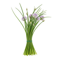 Fototapeta premium Botanical chives bunch with smooth leaf texture 