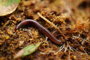 Regenerative agriculture close-up Healthy soil with earthworm roots cover crops macro detail life