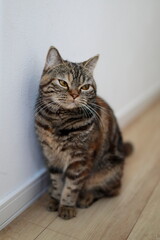 床に座ってリラックスするキジトラ猫