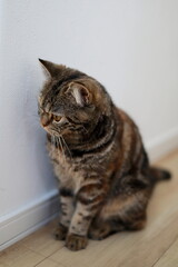 壁際に座るキジトラ猫