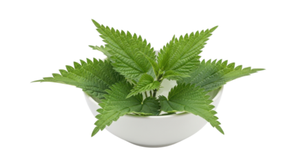 Fresh green stinging nettle leaves arranged in a white bowl on black background plant, Isolated On Png Transparent Background