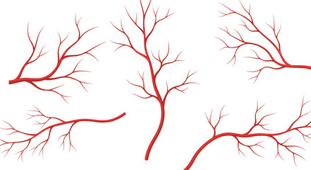Branching, red, vascular, pattern, tree, anatomy, biology, dendritic, fractal, network, medical, blood, vessel, abstract, organic, structure, illustration, science, realistic, diagram © Mehenaj