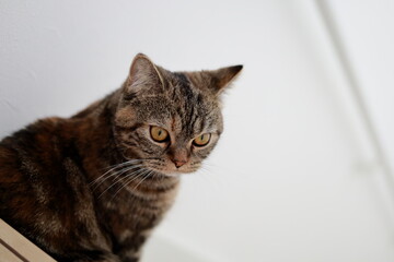 白い壁の前に立つキジトラ猫