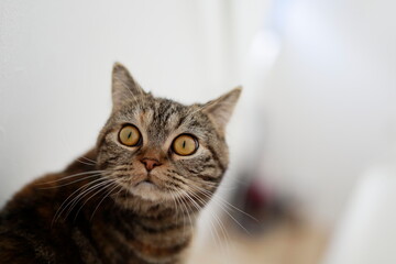 正面を見つめるキジトラ猫のアップ