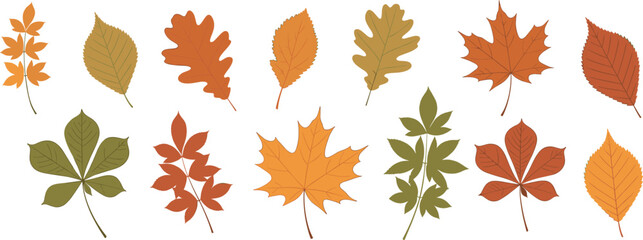 Fototapeta premium Detailed collection of various autumn forest leaves including oak maple and chestnut vector illustration for seasonal fall design.