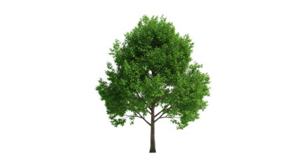 Green deciduous tree with dense foliage and brown trunk isolated on black leaves branches, Isolated On Png Transparent Background