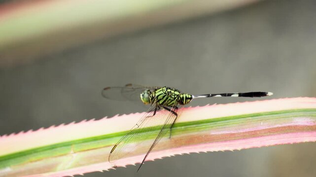 Close Up of Tiger Pattern Dragonfly in Nature