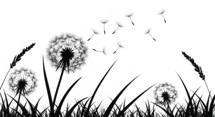 Dandelion flower with flying seeds in the wind isolated on transparent background