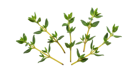 Fresh green thyme sprigs with yellow stems on black background herb, Isolated On Png Transparent Background