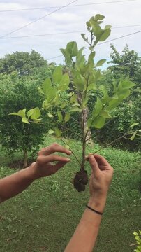 Hands Showing Roots of Lemon Air Layering After Cutting for Plant Propagation, San Jose Costa Rica