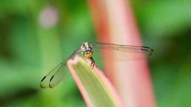 Close Up of Tiger Pattern Dragonfly in Nature