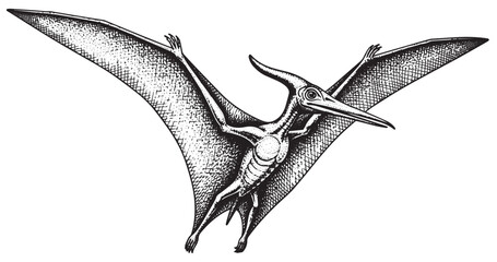Flying pterosaur dinosaur illustrated in refined vintage engraving © Gabut Stock