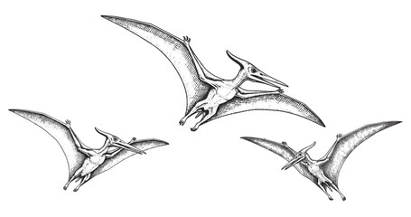 Flying pterosaur dinosaur sketch in classic antique engraving style © Gabut Stock