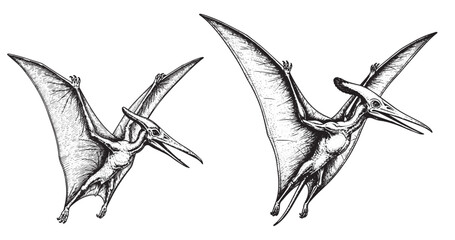 Pteranodon flying dinosaur rendered in detailed vintage engraving © Gabut Stock