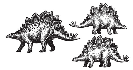Stegosaurus dinosaur illustrated in classic vintage woodcut engraving © Gabut Stock