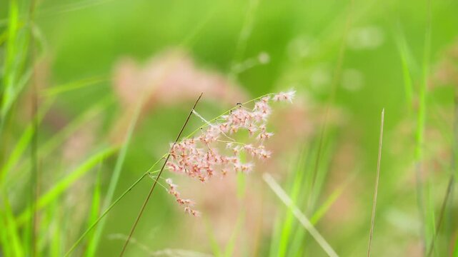 Beautiful Pink Cogon Grass Flower in Nature