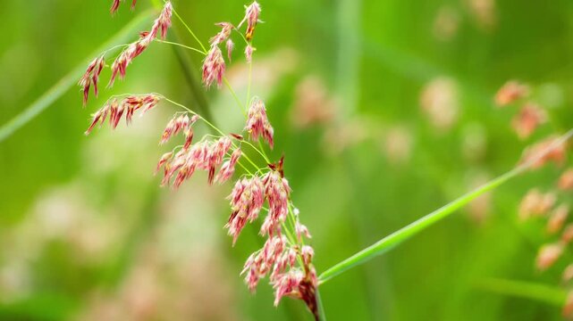 Beautiful Pink Cogon Grass Flower in Nature