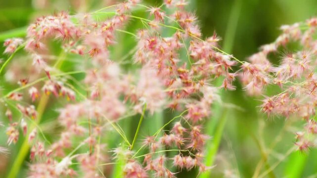 Beautiful Pink Cogon Grass Flower in Nature