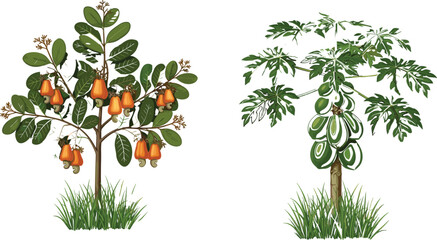 Cashew tree with fruits and papaya tree with green papayas isolated on white background for botanical and agricultural education