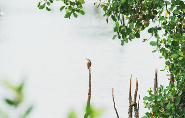 common kingfisher resting on a perch,  kadamakkudy june 2025