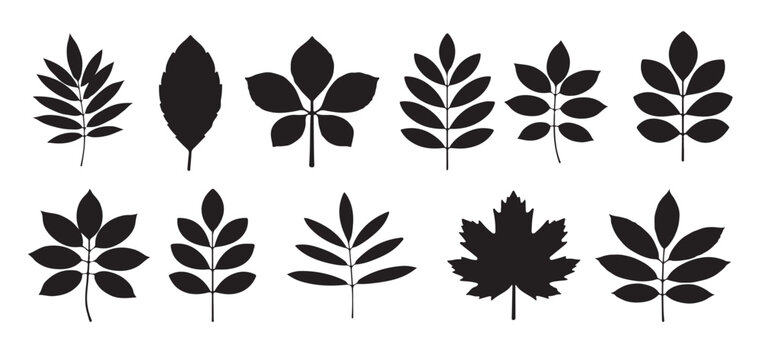 black and white traced silhouettes of various leaf types 