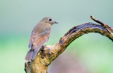 Obraz premium Siberian Rubythroat Bird On Branch