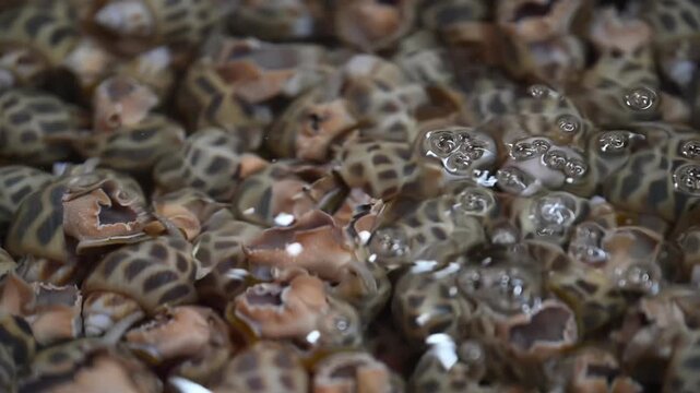 A Bunch of Mollusk Motifs