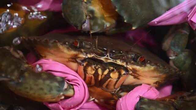 Bundled Blue Crabs: A Culinary Surprise