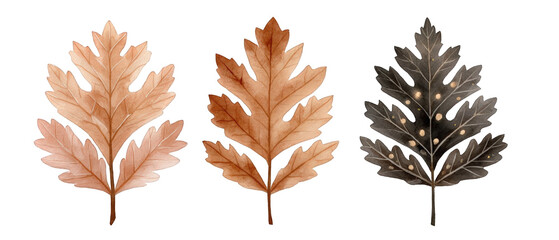 Three intricately designed autumn leaves showcasing varying colors and textures against a plain background
