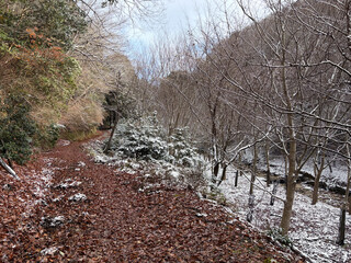 雪の木々と落ち葉の積もった道