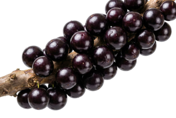 Brazilian Jabuticaba Grapes Growing on Tree Trunk on Black