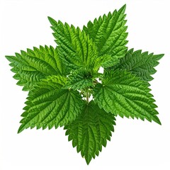 Green plant with jagged, textured leaves, isolated on white