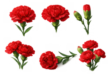 Red carnation flowers and buds set isolated on transparent background, showing different stages of blooming and arrangements