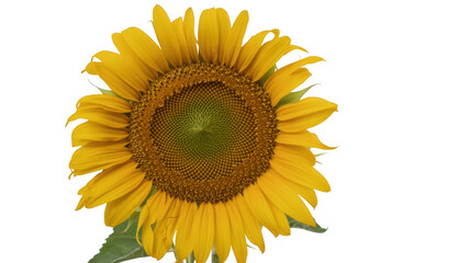 Fototapeta premium Close-up of a sunflower on black yellow petals isolated on a transparent background