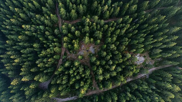Aerial View of Dense Evergreen Forest with Winding Paths and Rocky Clearing Under Natural Sunlight