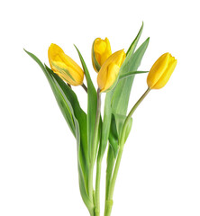 Obraz premium Yellow tulip flowers on white background