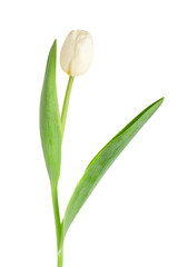 Beautiful tulip flower on white background