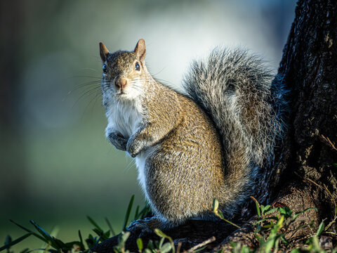 Eastern gray squirrel standing alert at the base of a tree in natural sunlight.