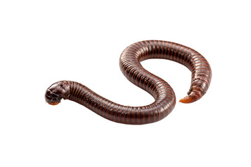 Curled, segmented millipede, brown with dark stripes