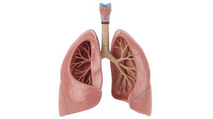 Detailed human lungs with trachea and bronchi respiratory system isolated on a transparent background