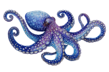 Detailed blue/purple octopus with suckers, curled tentacles