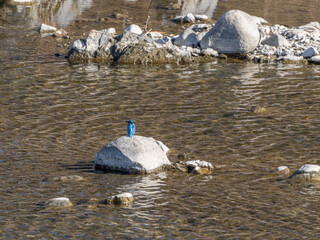 石の上に立つカワセミ