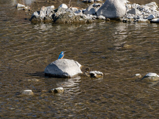 石の上に立つカワセミ