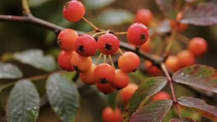Natural Background with Organic Texture and Soft Light
