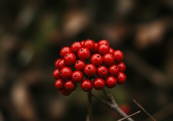 Cluster of Vibrant Red Berries on a Bare Branch