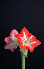 Close up of Light Red and White Amaryllis Flower