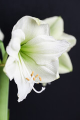Close up of White and Light Green Amaryllis Flower on Black Background © Anna Hoychuk