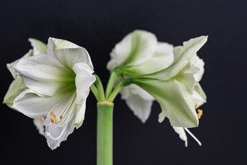 Close up of White and Light Green Amaryllis Flower on Black Background © Anna Hoychuk