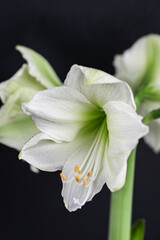 Obraz premium Close up of White and Light Green Amaryllis Flower on Black Background