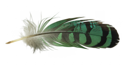 Green and white feather on black isolated isolated on a transparent background